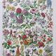 Illustration ancienne Millot "Fleurs d'arbres"