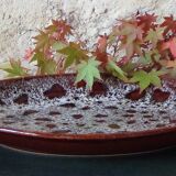 Assiette de salade.
