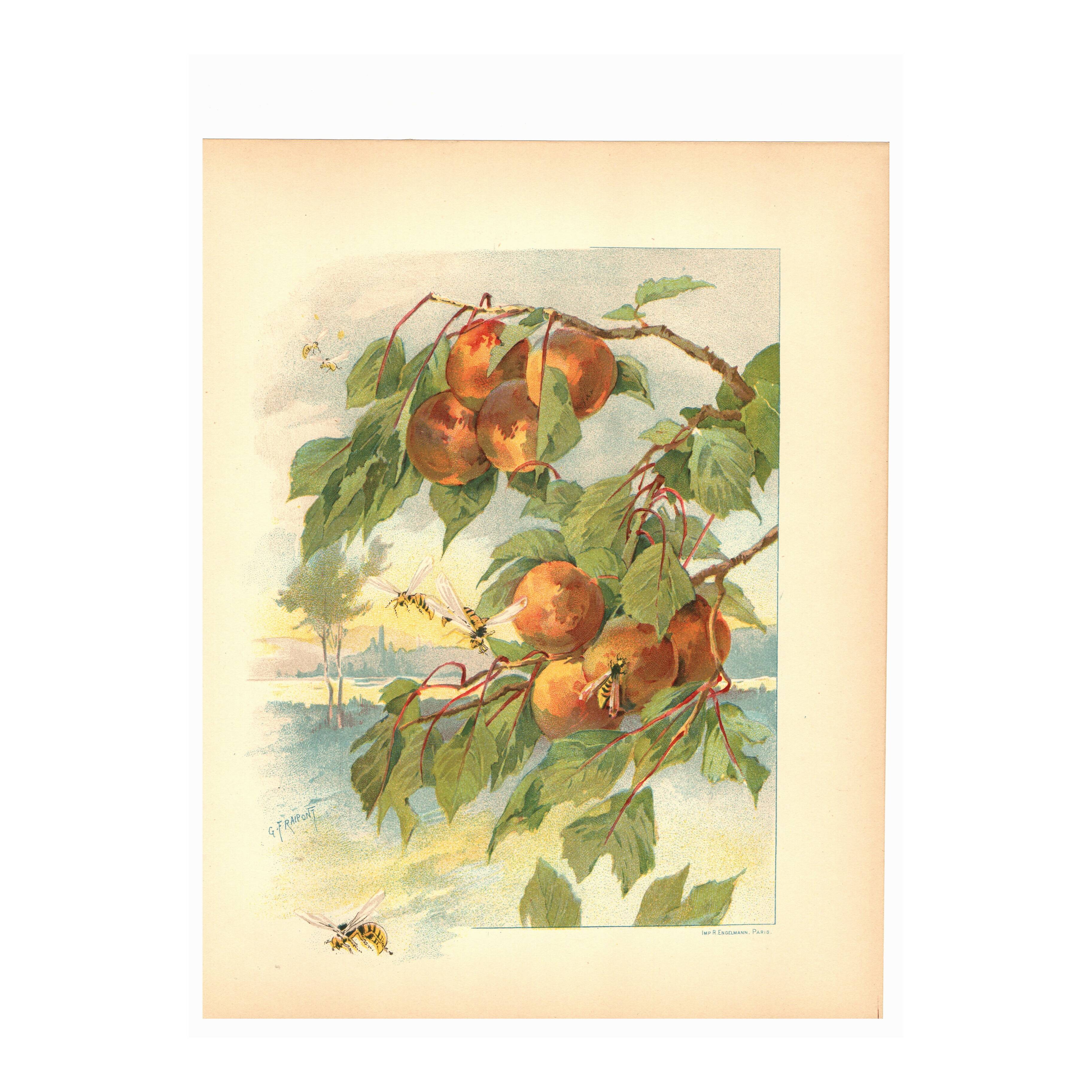 Art Nouveau Engraving 1896 - Peaches and Wasps by Fraipont. Botanical plate.