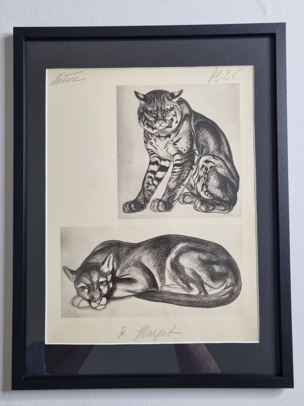 Planche illustrée, études de félins par André Margat, 1930