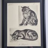 Illustrated plate, studies of felines by André Margat, 1930