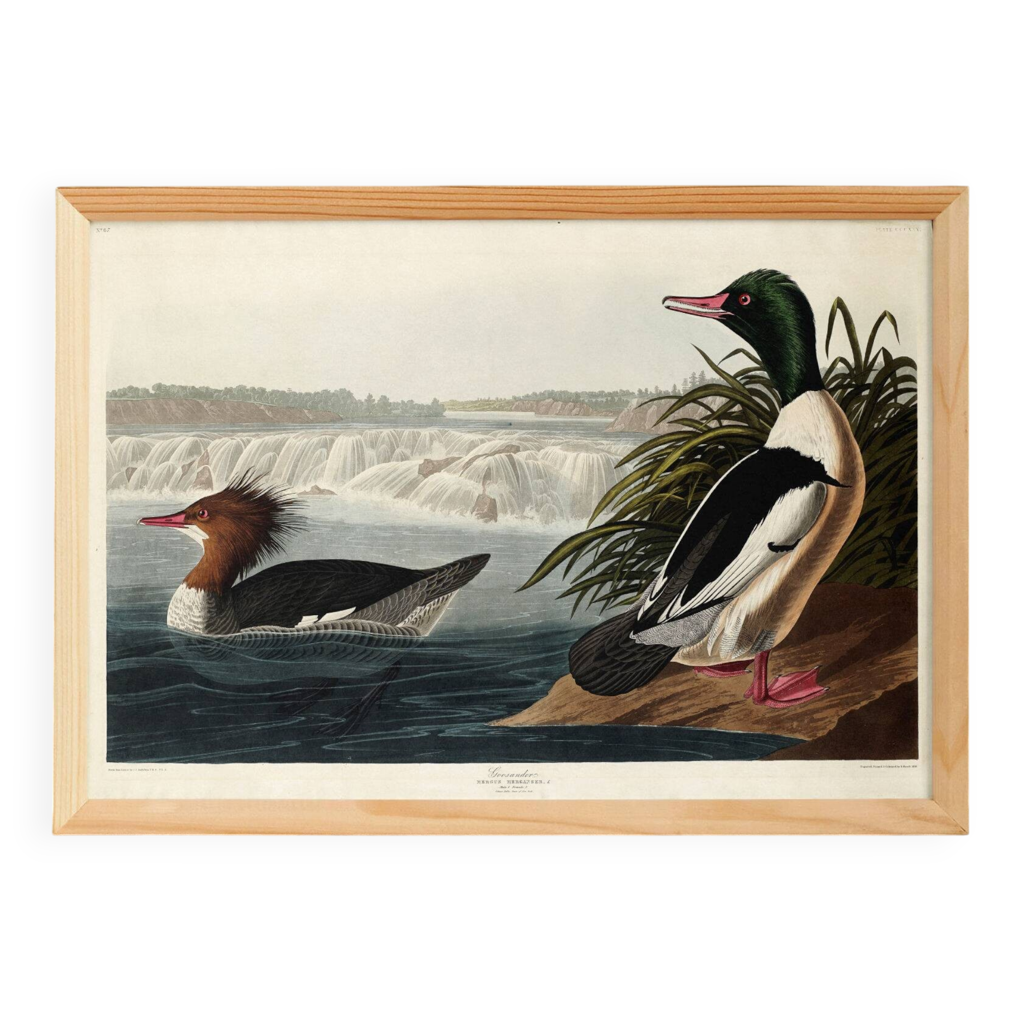 Poster about the Common Merganser, based on an old engraving from 1827.