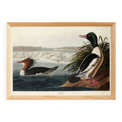 Affiche sur le Harle huppé, d’après une gravure ancienne de 1827.