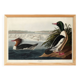 Poster about the Common Merganser, based on an old engraving from 1827.