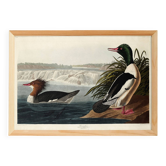 Poster about the Common Merganser, based on an old engraving from 1827.