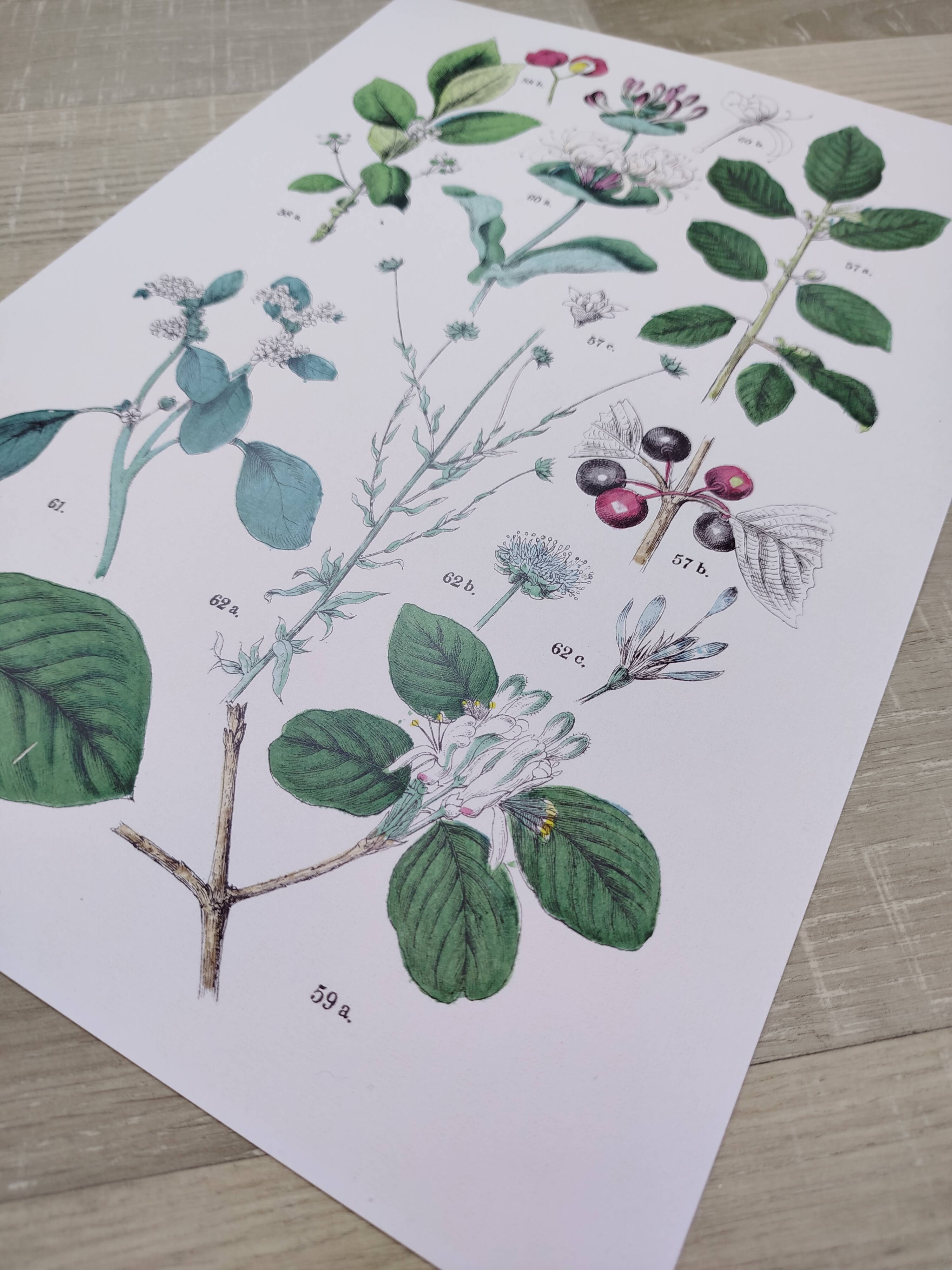 Plant poster based on an 1881 engraving "water chestnut"