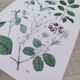 Plant poster based on an 1881 engraving "water chestnut"
