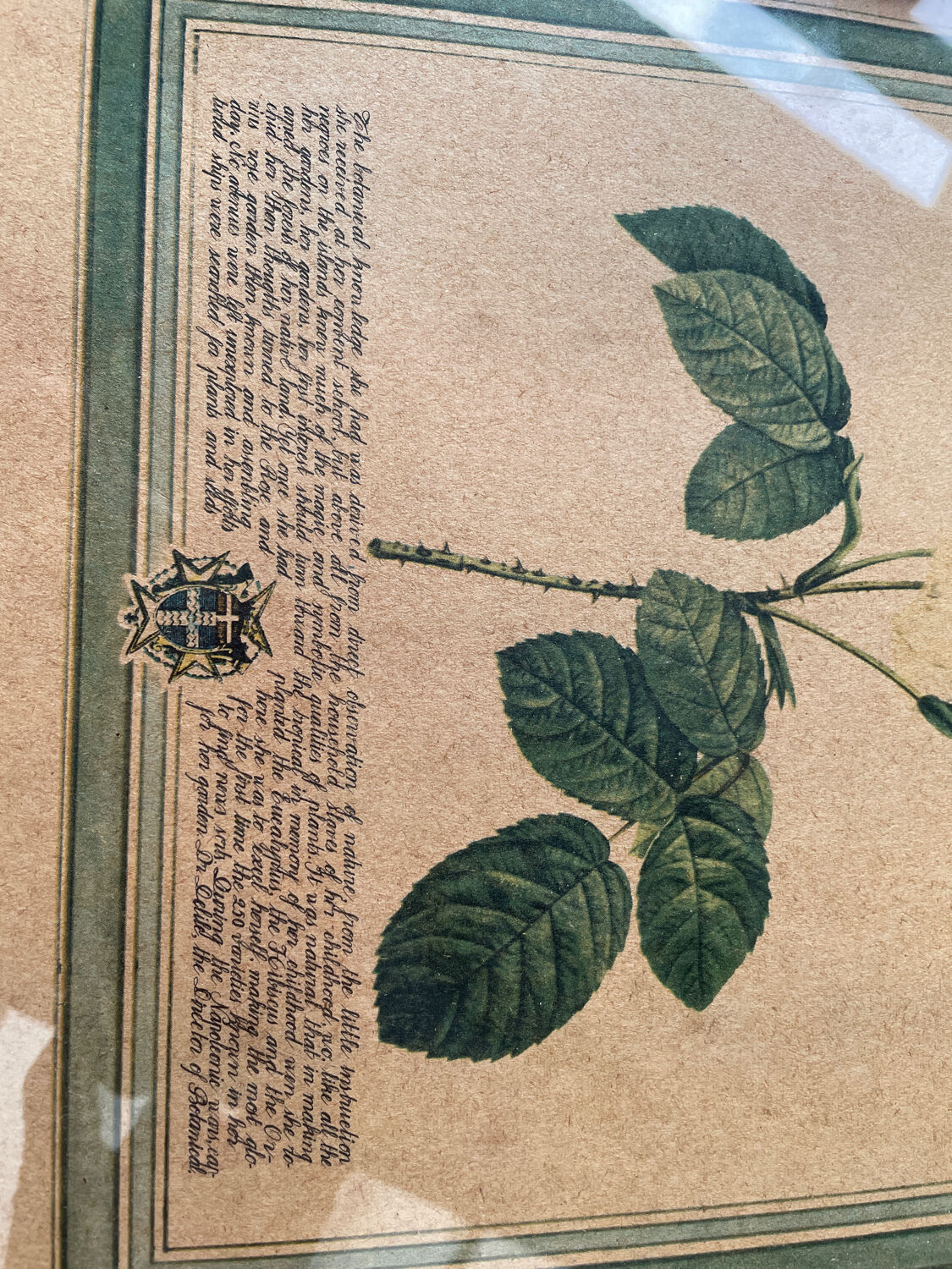 Botanical poster PJ Redoute