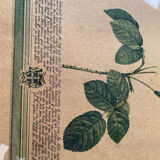 Botanical poster PJ Redoute