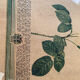 Botanical poster PJ Redoute