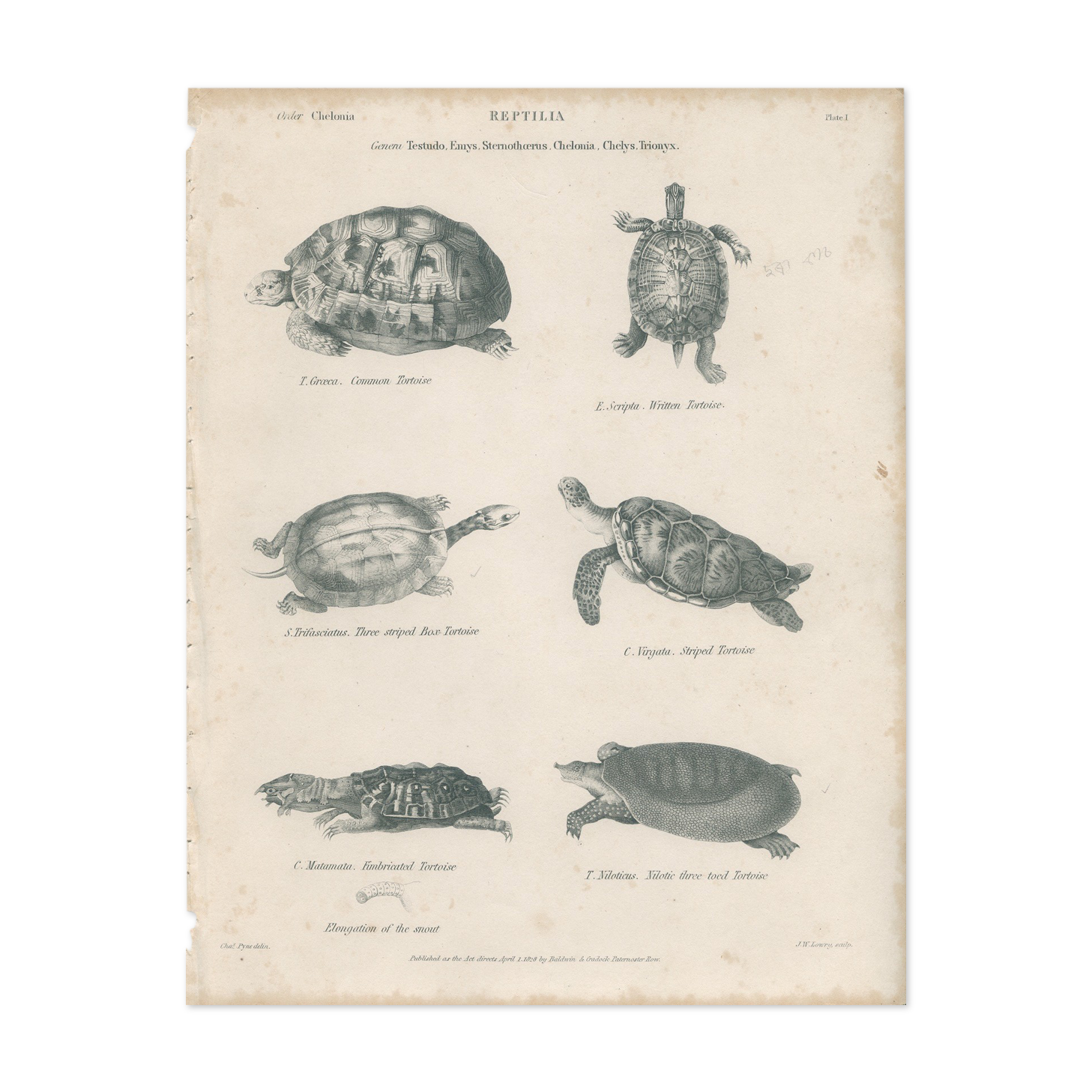 Gravure ancienne sur reptiles : tortues, xixe