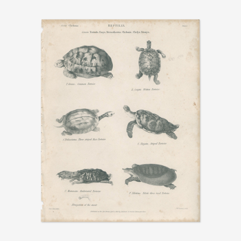 Antique engraving on reptiles: turtles, nineteenth