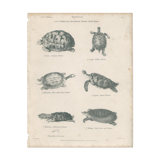 Gravure ancienne sur reptiles : tortues, xixe