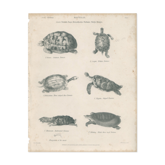 Antique engraving on reptiles: turtles, nineteenth