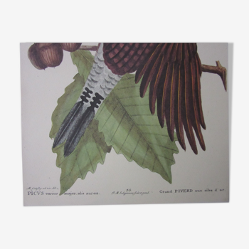 Bird engraving, large piverd, repro Catesby/Seligmann