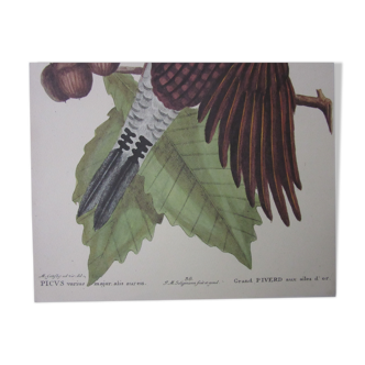 Bird engraving, large piverd, repro Catesby/Seligmann
