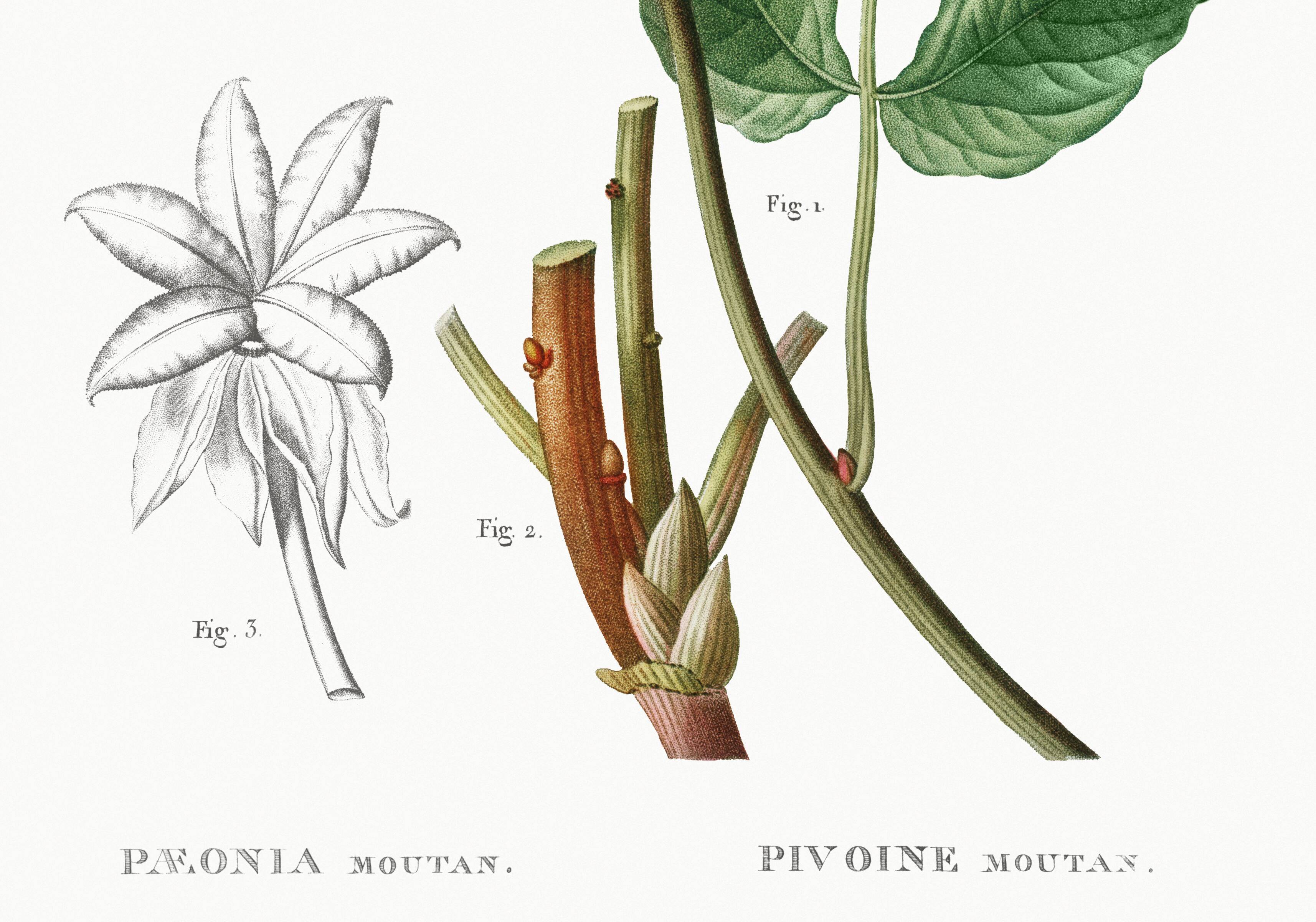 Botanical poster on Peony (2), after an old engraving from 1802