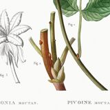 Botanical poster on Peony (2), after an old engraving from 1802