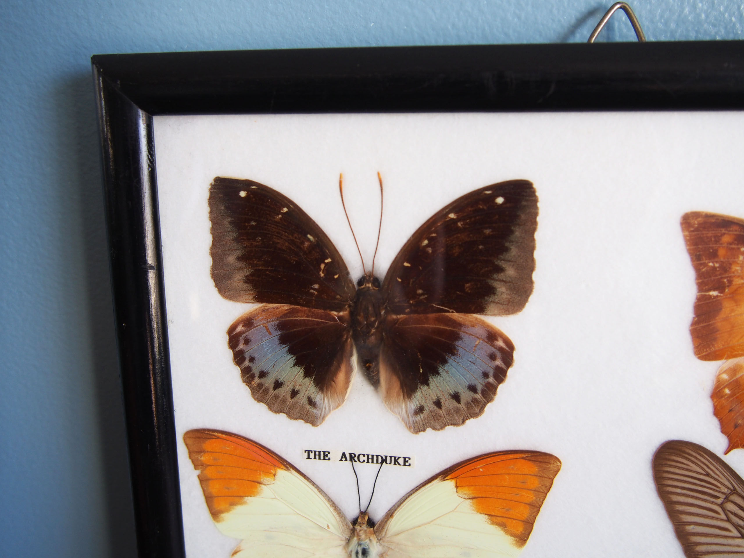 4 butterflies frame