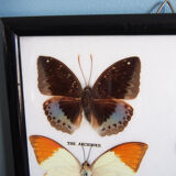 4 butterflies frame