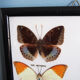 4 butterflies frame