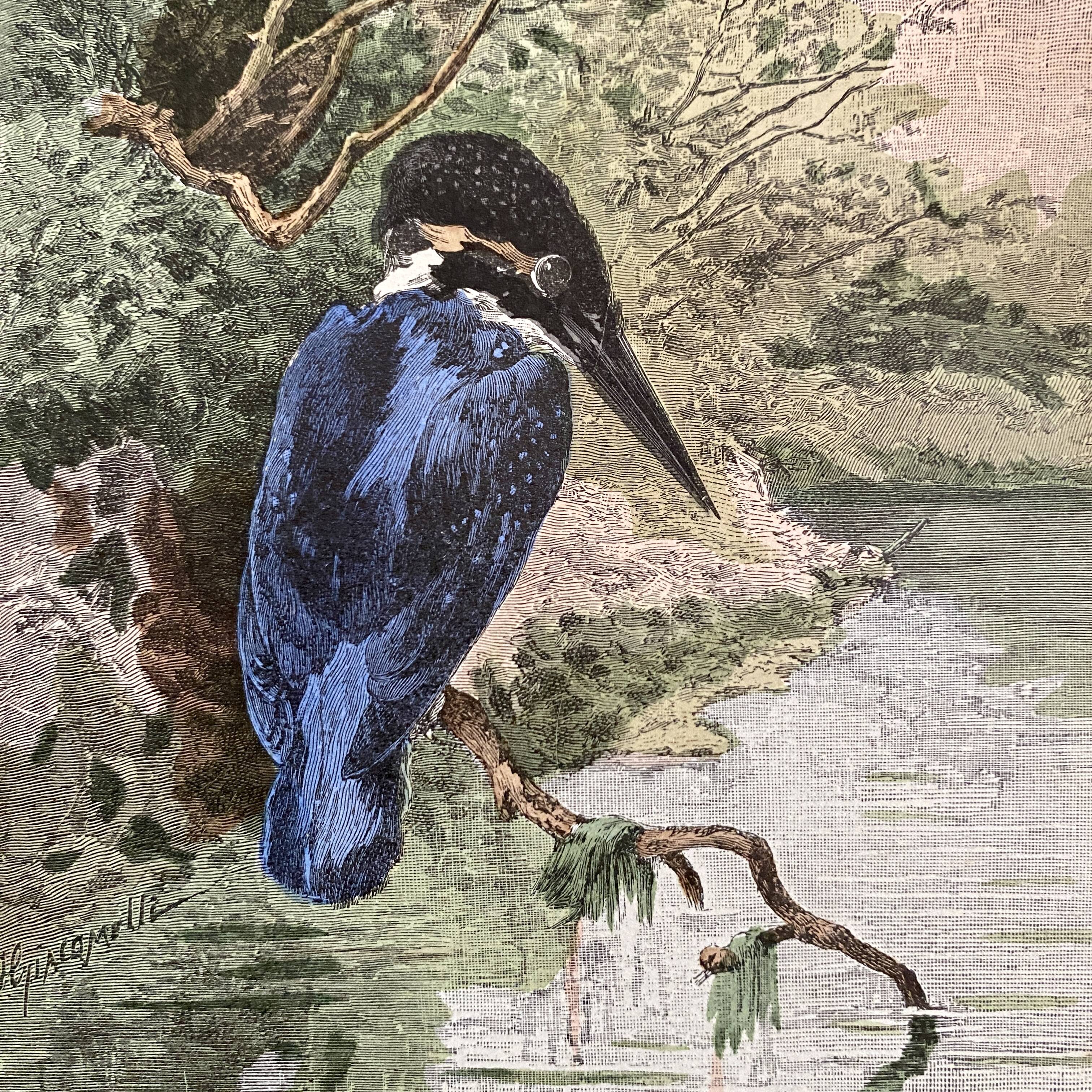 Old bird engraving - Giacomelli and Huyot - THE KING FISHER -