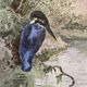 Old bird engraving - Giacomelli and Huyot - THE KING FISHER -