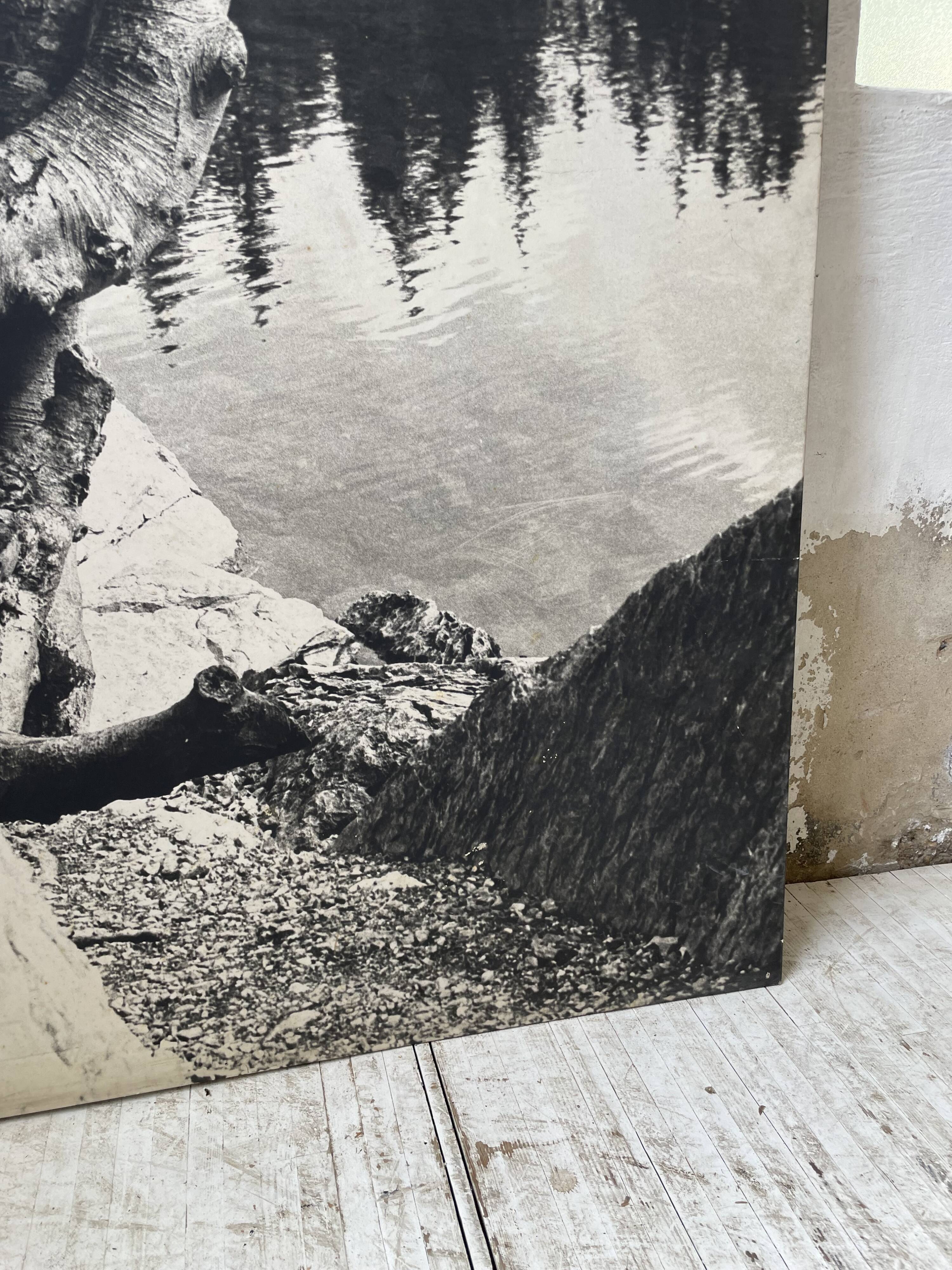 Old XXL black and white tree photograph