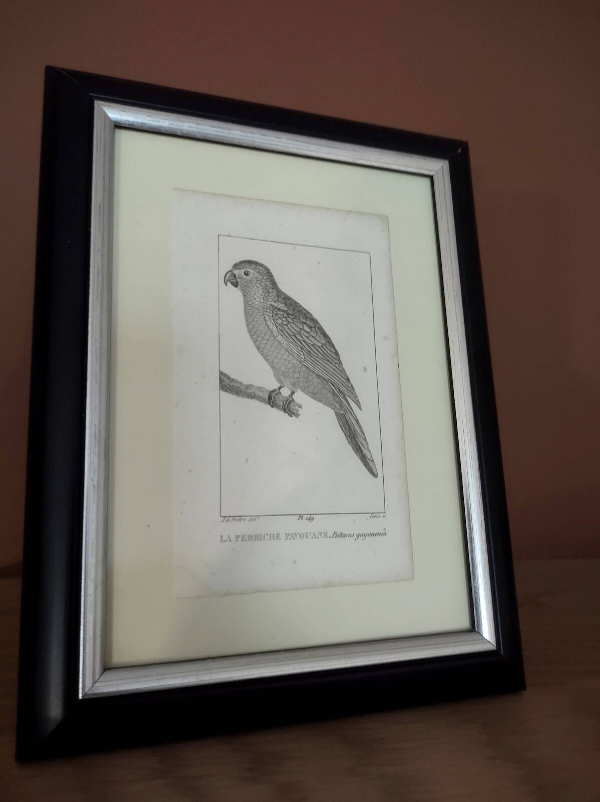 Small bird engraving from 1830 - La Parruche Pavouane - ornithological plate