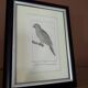 Small bird engraving from 1830 - La Parruche Pavouane - ornithological plate