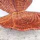 Corbeille coquillage en rotin