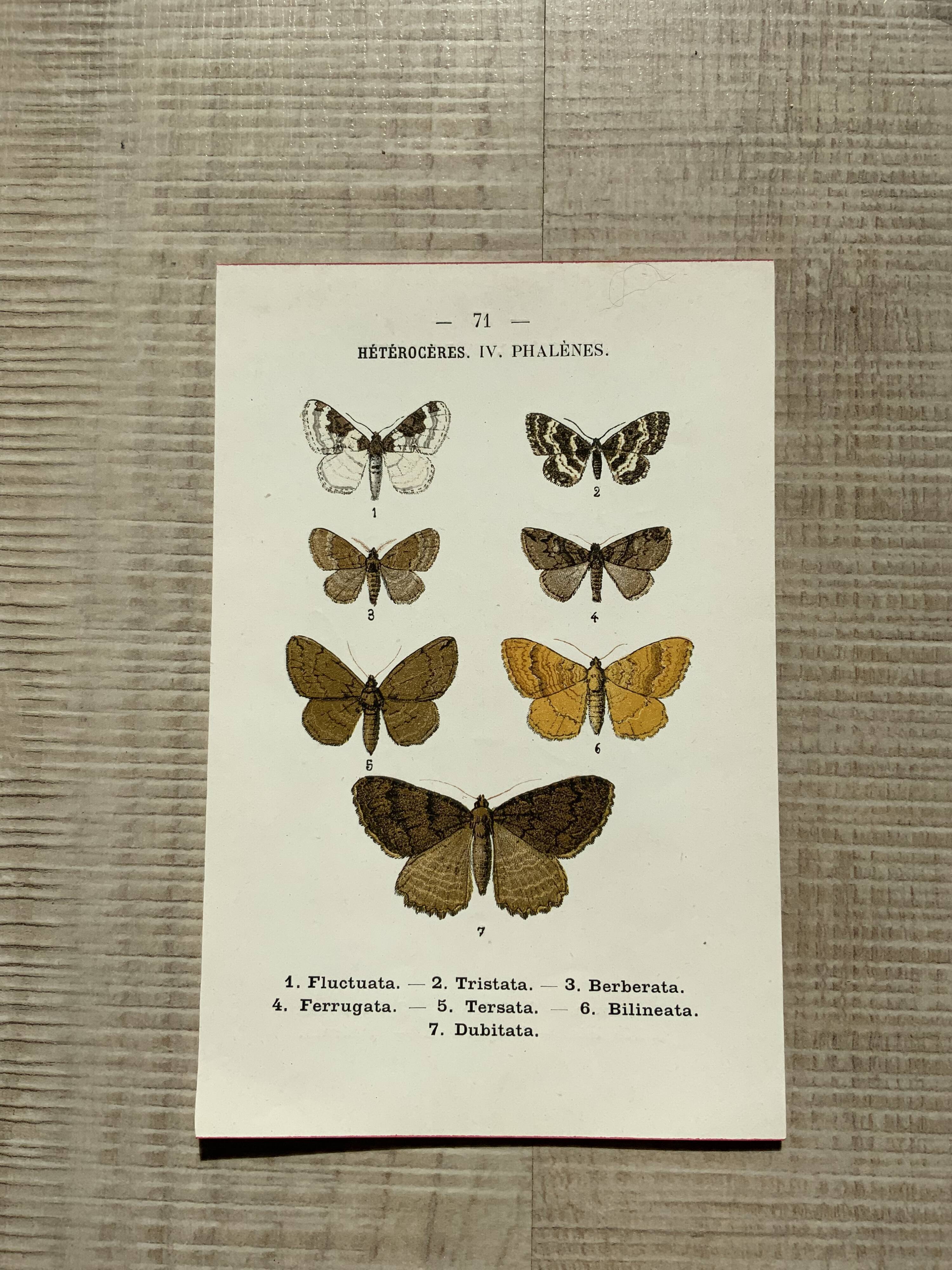 Vintage botanical plate antique butterfly engraving 1903 double-sided G. Denise