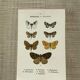 Vintage botanical plate antique butterfly engraving 1903 double-sided G. Denise