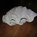 Giant clam shell