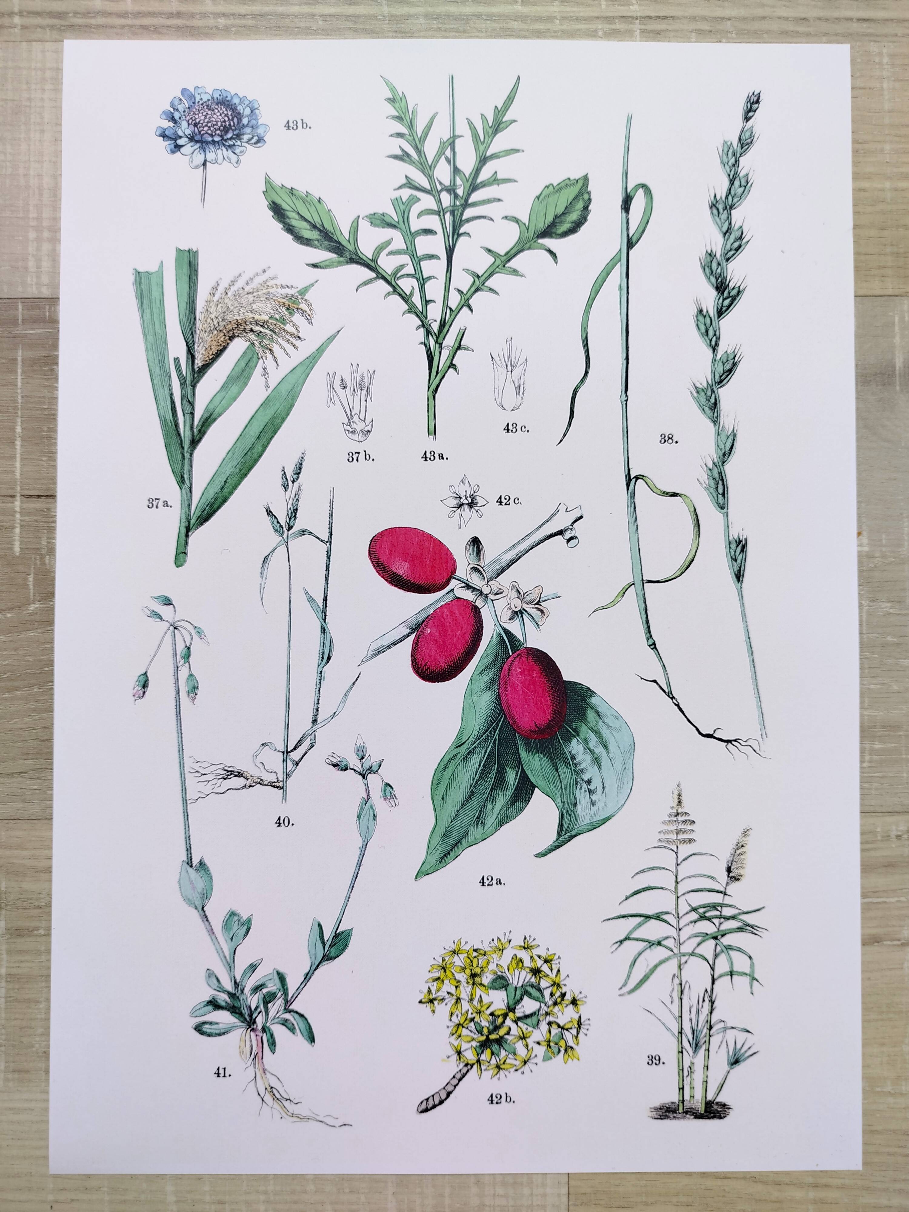 Plant poster based on an 1881 engraving "daregrass"