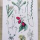 Plant poster based on an 1881 engraving "daregrass"