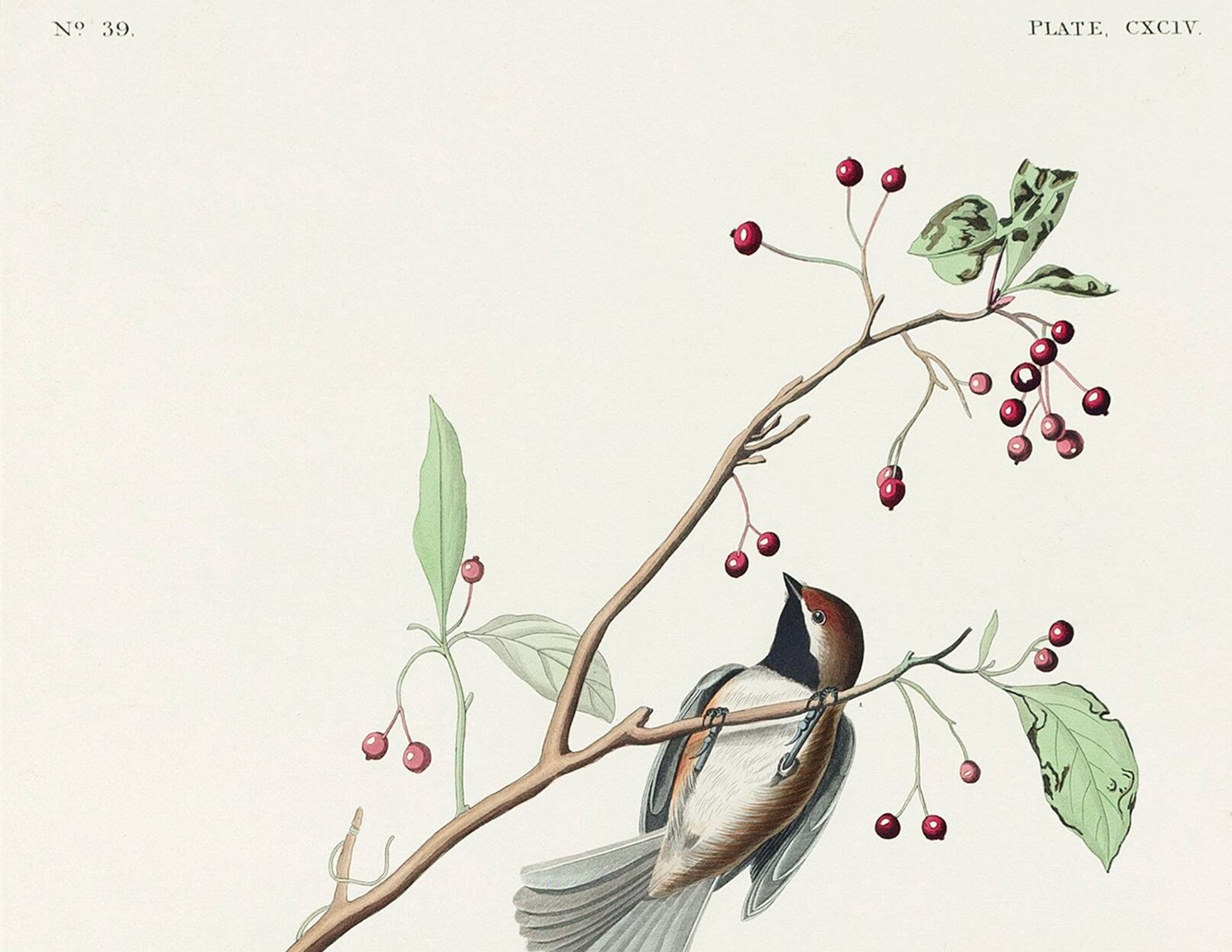 Affiche sur la Mésange du Canada, d’après une gravure ancienne de 1827.