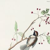 Poster about the Canada Chickadee, based on an old engraving from 1827.