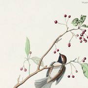 Affiche sur la Mésange du Canada, d’après une gravure ancienne de 1827.