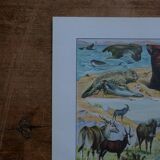 Original mammalian lithographs