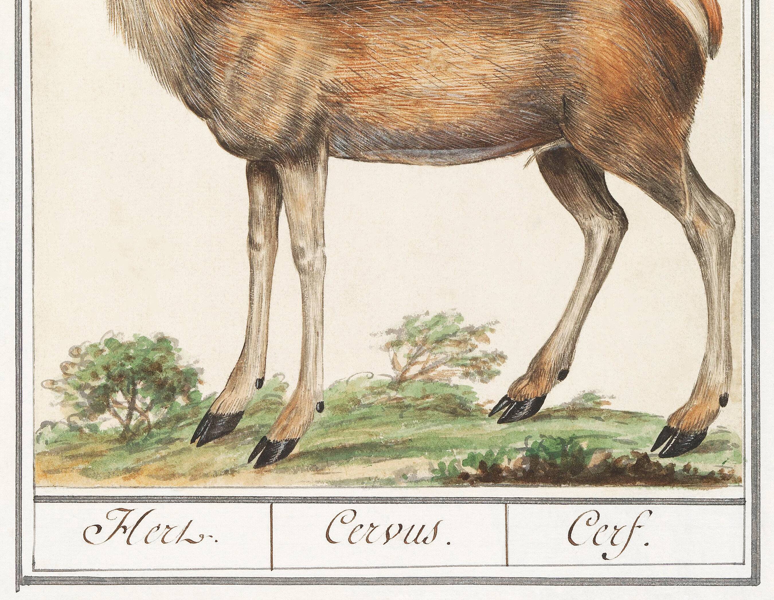 Small poster about deer, after an old engraving from 1610.