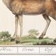 Small poster about deer, after an old engraving from 1610.