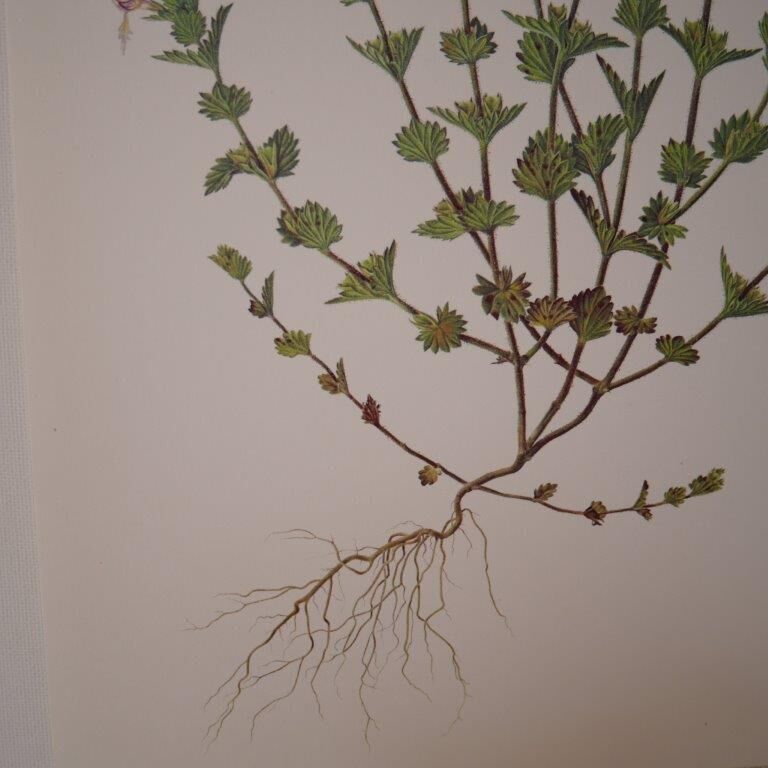 Botanical board, Glasses or ophthalmic grass