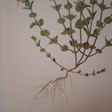 Botanical board, Glasses or ophthalmic grass