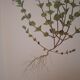 Botanical board, Glasses or ophthalmic grass