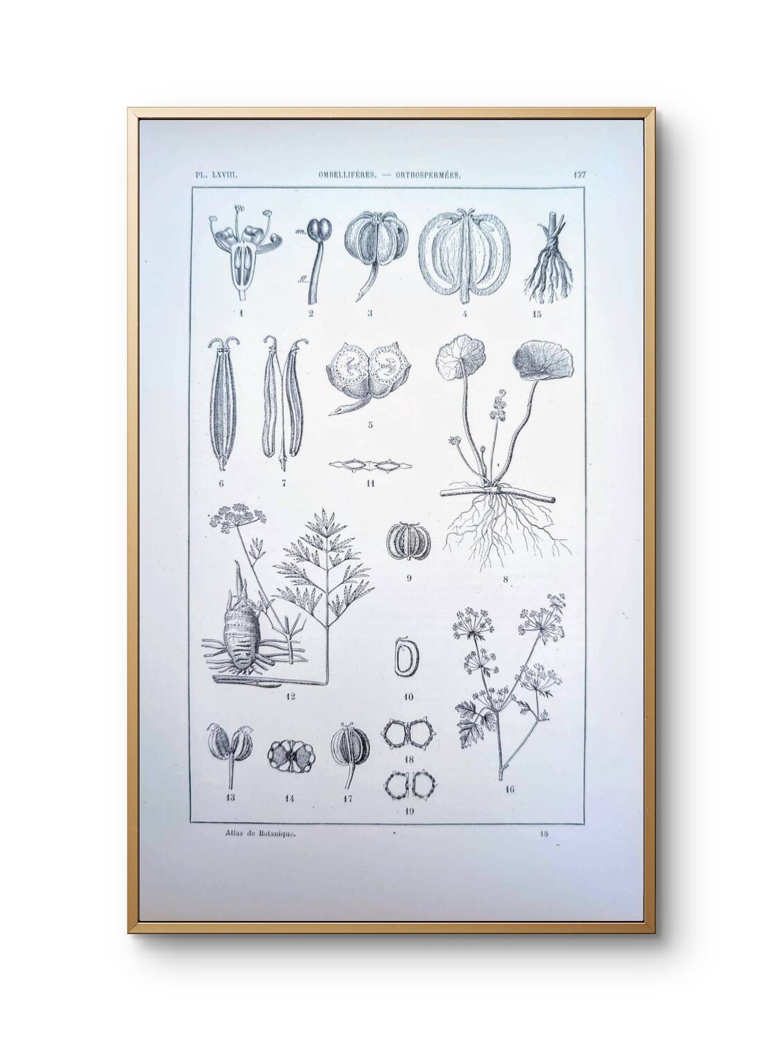 Imprimée en 1889, ombellifères et Cie. Planche botanique ancienne.