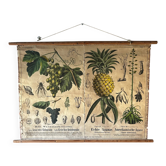 Antique botanical wall poster: grapes, pineapple, agave, Hermann Zippel, Carl Bollmann, Germany, 1880s