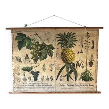 Antique botanical wall poster: grapes, pineapple, agave, Hermann Zippel, Carl Bollmann, Germany, 1880s