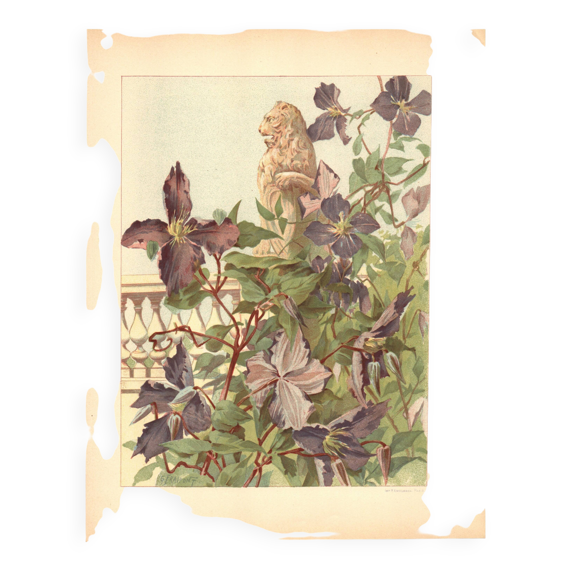 Art Nouveau engraving 1896 - Clematis and lion statue - Illustration
