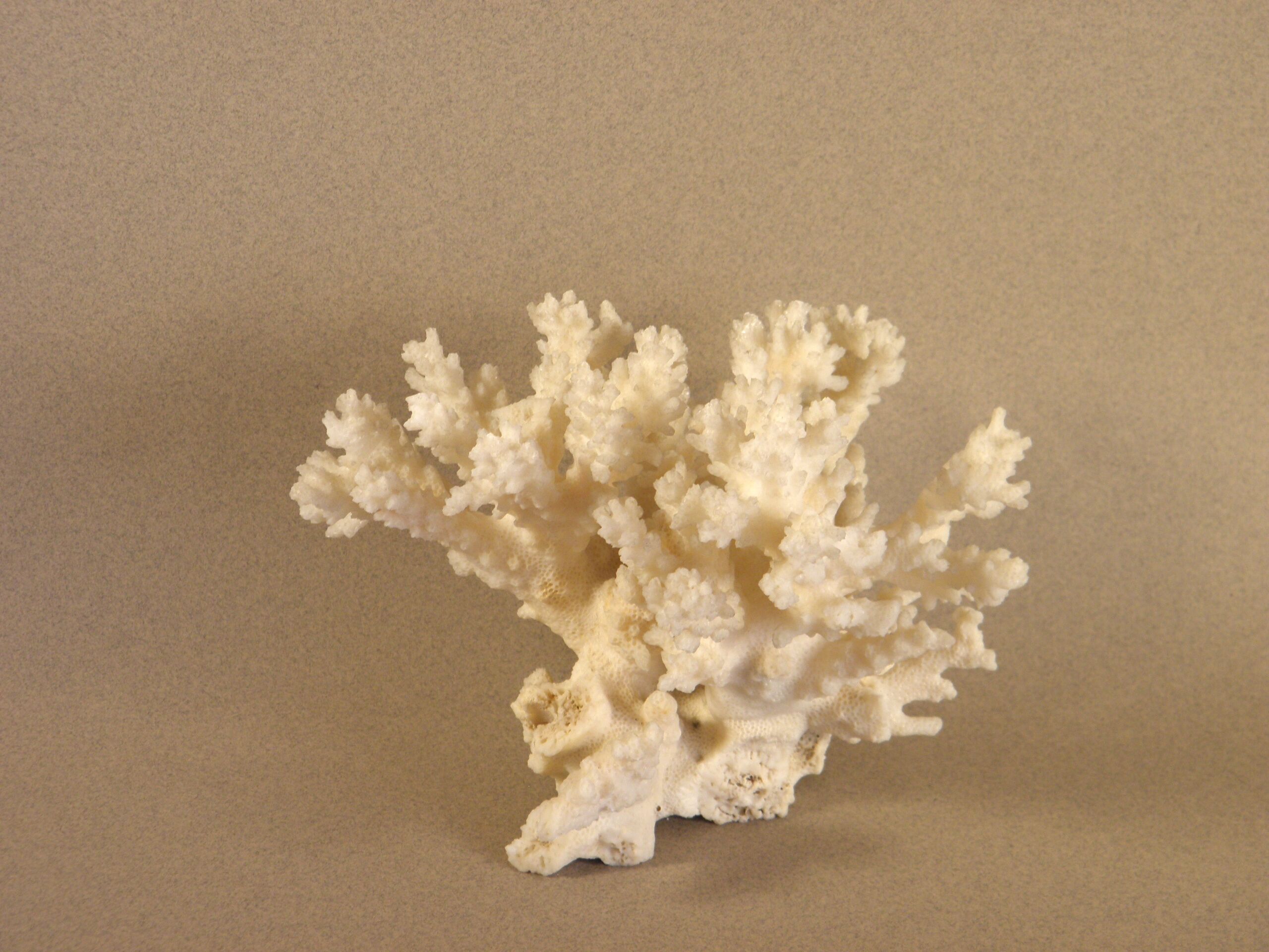 White coral 15 x 12 cm